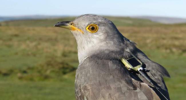 Tagged Cuckoo, photograph by Chris Hewson