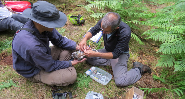 Fitting a Goshawk with a GPS tracking device