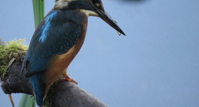 A kingfisher perched on a branch 