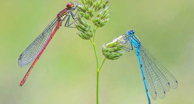 Large Red and Azure Damselflies. Tony / stock.adobe.com 