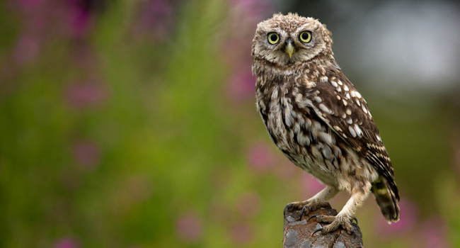 Little Owl. Tom Streeter