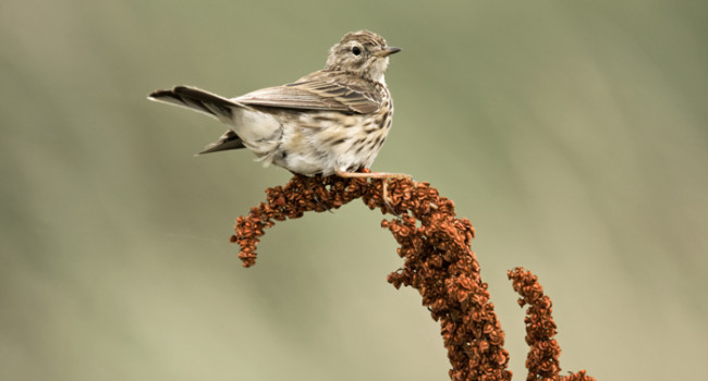 Meadow Pipit. Graham Clarke