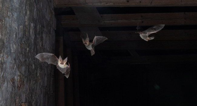 Mediterranean Long-eared Bats in the Abbots room of the monastery on Lokrum Island, Croatia.