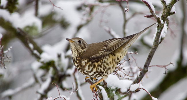 Mistle Thrush. Edmund Fellowes / BTO