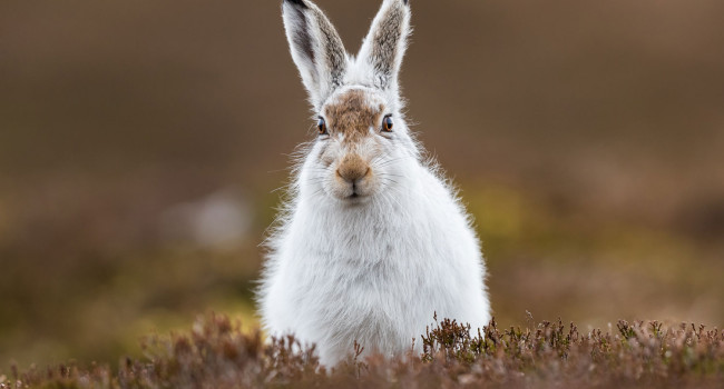 Mountain Hare. Andy Howard