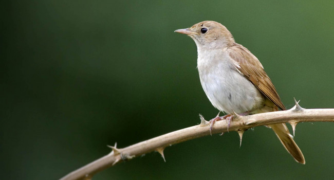 Nightingale. Edmund Fellowes