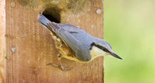 Nuthatch. Photograph by Edmund Fellowes