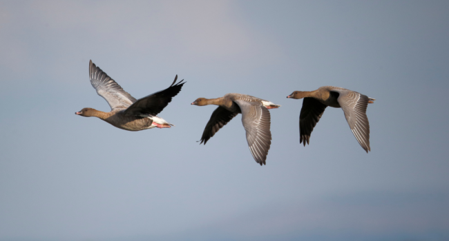 Pink-footed Geese