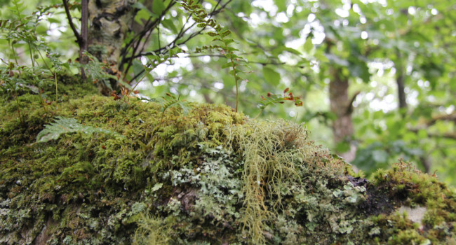 Feature image for the People's Plan for Nature blog showing moss and lichens in a woodland setting. Mike Toms / BTO