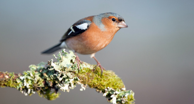 Chaffinch by Sarah Kelman / BTO