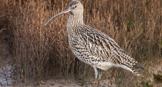 Curlew, Allan Drewitt / BTO