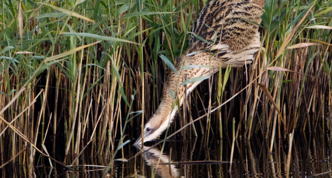 Bittern, Graham Catley / BTO