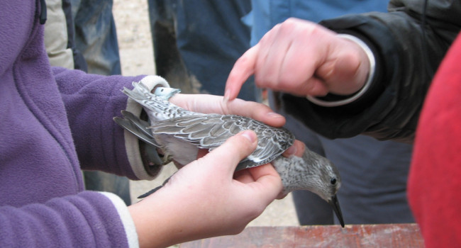 Knot being held by a bird ringer, Cathy Ryden