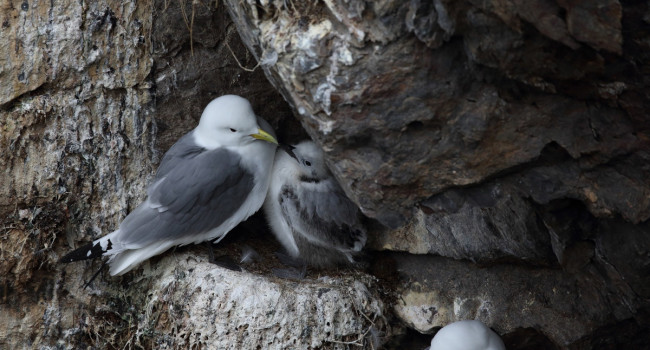 Adult Kittiwake and chick, by Liz Cutting / BTO