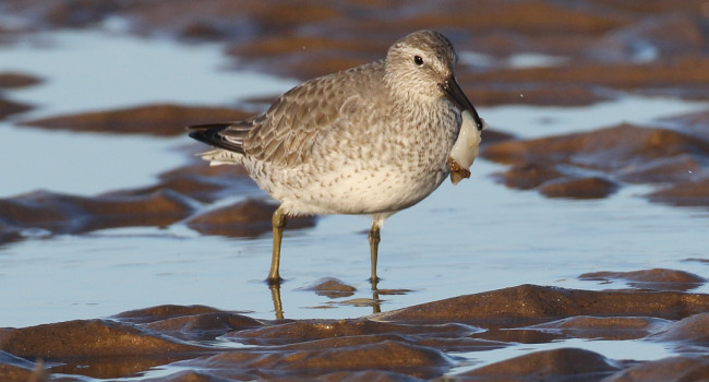 Knot, by Liz Cutting BTO