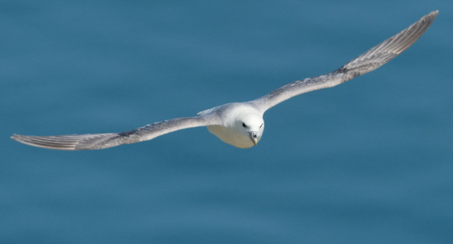 Fulmar, Philip Croft/BTO