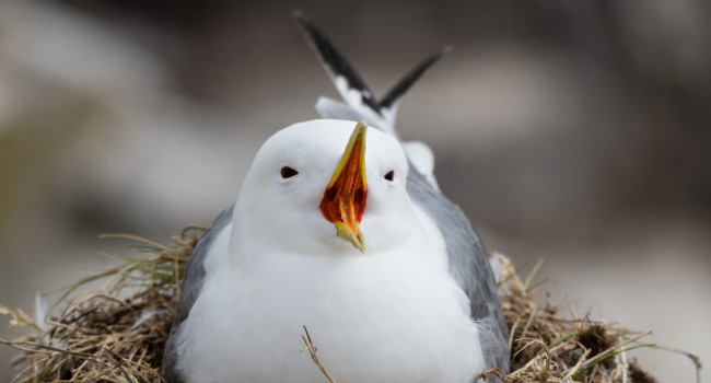 Kittiwake, Philip Croft