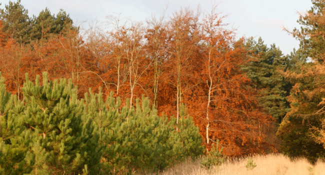 Plantation woodland, Mike Toms / BTO