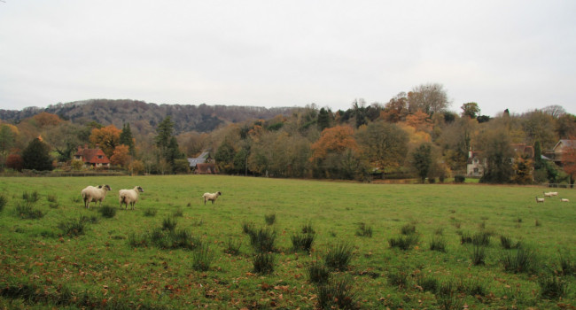 Pastoral farmland & woodland, Mike Toms/BTO