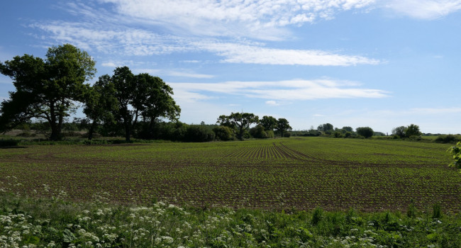 Arable landscape by Mike Toms / BTO