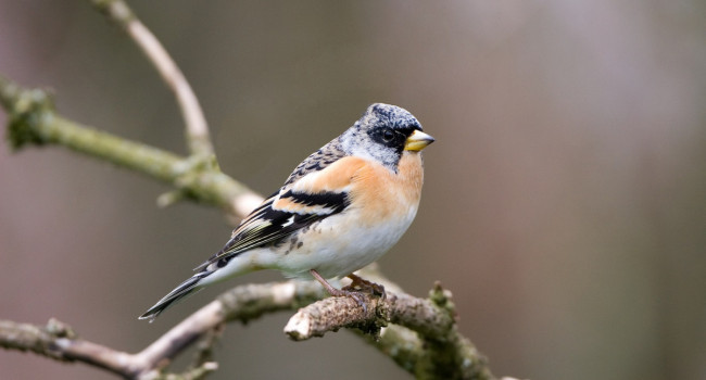 Brambling, John Harding / BTO