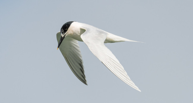 Sandwich Tern, by Philip Croft / BTO