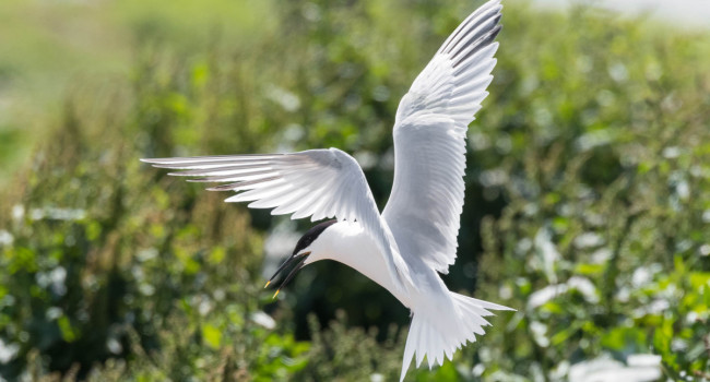 Sandwich Tern, by Philip Croft / BTO