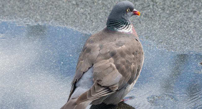 Woodpigeon on tarmac, Gary Haigh / BTO