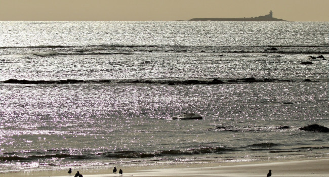 Coastal habitat, Tom Cadwallender/BTO