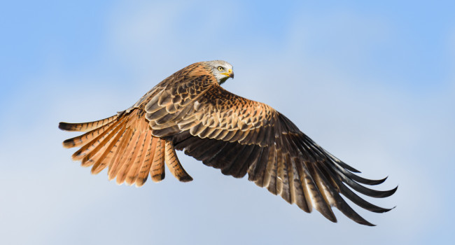 Red Kite by Philip Croft / BTO