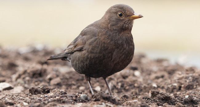 Blackbird by Sarah Kelman