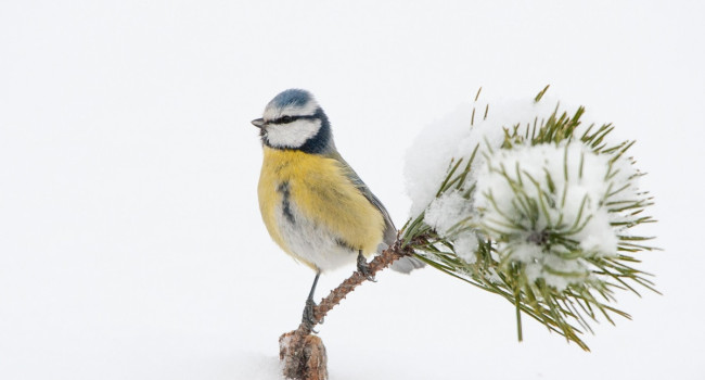 Blue Tit, Sarah Kelman/BTO