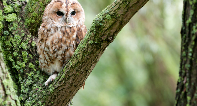 Tawny Owl by Sarah Kelman/BTO