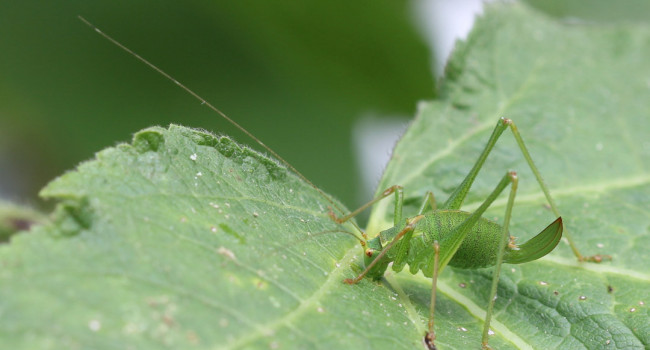 Speckled Bush-cricket, Mike Toms / BTO