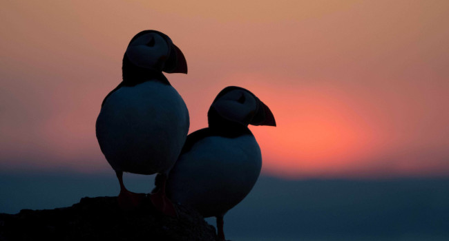 Puffins, by Edmund Fellowes / BTO