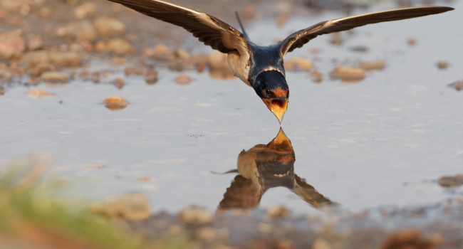 Swallow, Liz Cutting