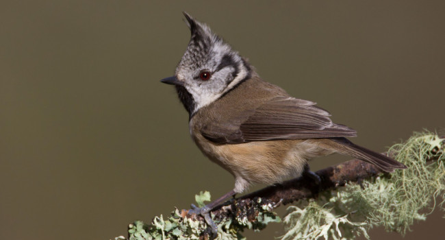 Crested Tit, Liz Cutting / BTO