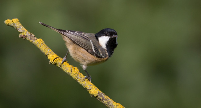 Coal Tit, by Liz Cutting / BTO