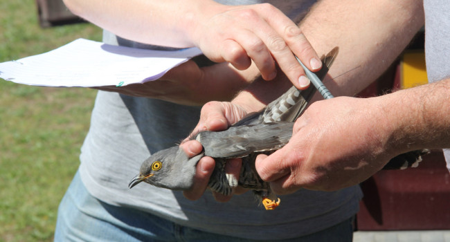 A Cuckoo just after satellite tagging, by Mike Toms / BTO