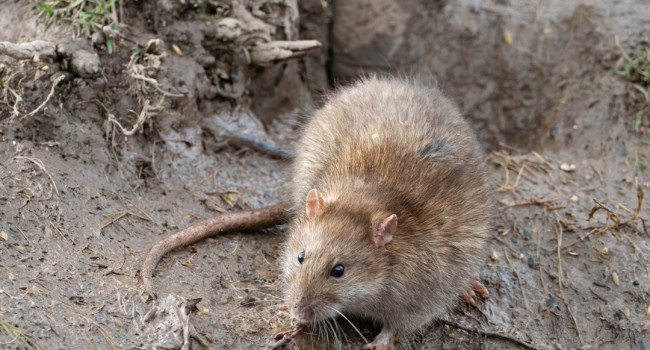 Brown Rat, by Edmund Fellowes / BTO