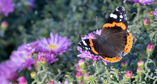 Red Admiral in garden, by Edmund Fellowes / BTO