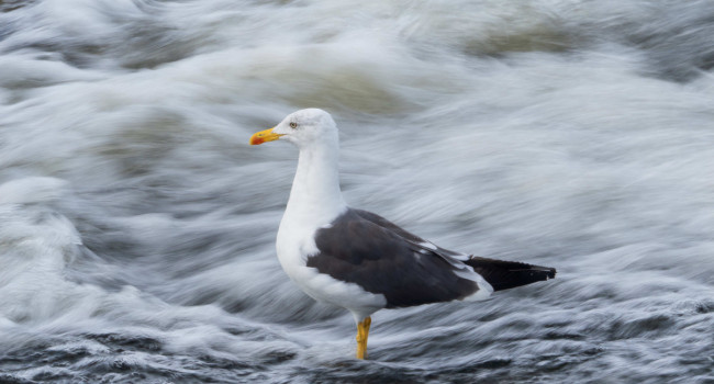 Lesser Black-backed Gull, by Edmund Fellowes / BTO