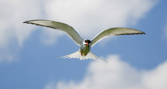 Arctic Tern, by Edmund Fellowes / BTO