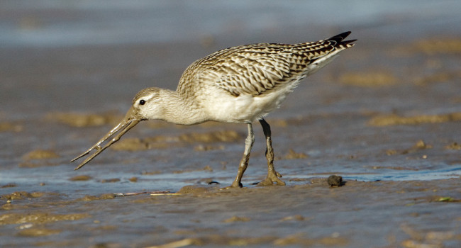 Bar-tailed Godwit, by Graham Catley / BTO