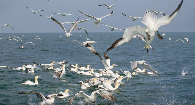 Gannets, by Edmund Fellowes/BTO