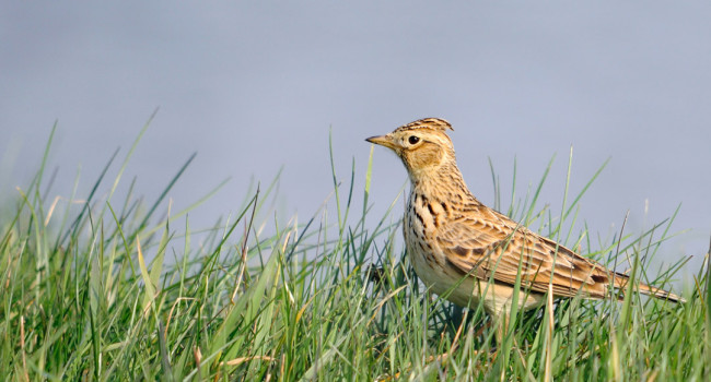 Skylark, by Amy Lewis / BTO