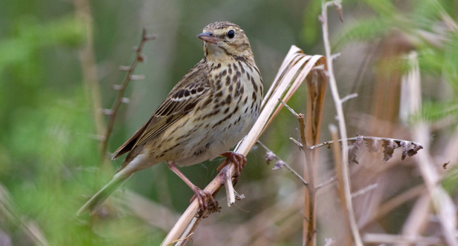 Tree Pipit by Chris Knights