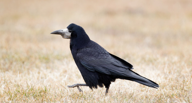 Rook, by Edmund Fellowes / BTO