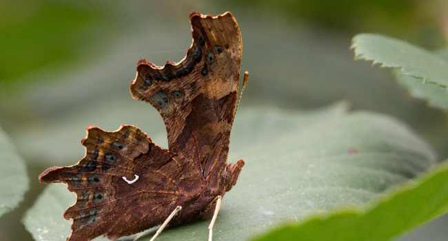 Comma butterfly, Liz Cutting / BTO