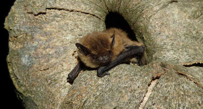 Common Pipistrelle, by John Black / BTO